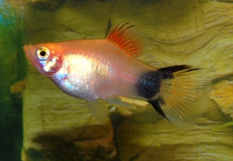 Platy Batman M