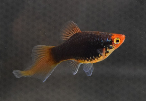 Platy Coral Black Pintail S/M