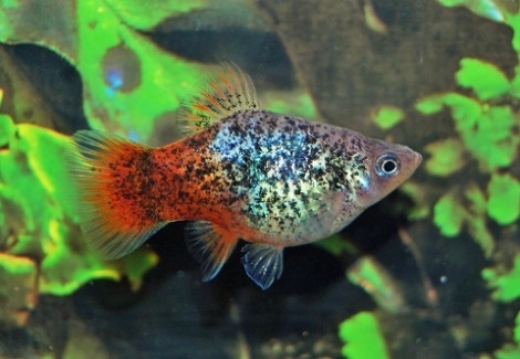 Platy Blue Spotted Red Tail