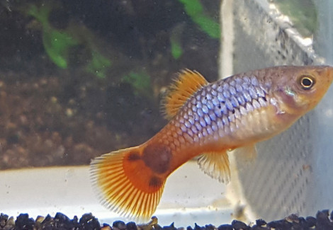 Platy Variatus Neon Coral Blue M
