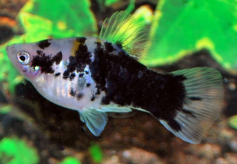 Platy Coffee M