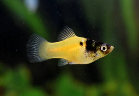 Platy Gold Marble M