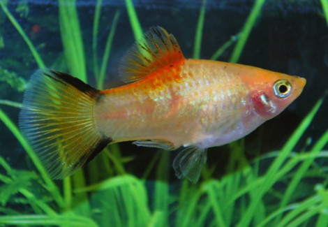 Platy Neon Victory Yellow M
