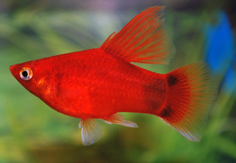 Platy  Highfin Red Mickey M
