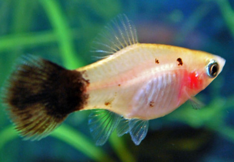 Platy Panda M