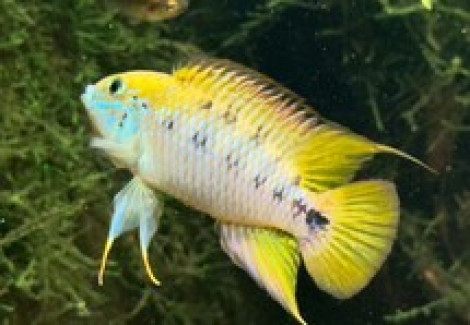 Apistogramma Alacrina Rio Ariari F1 M