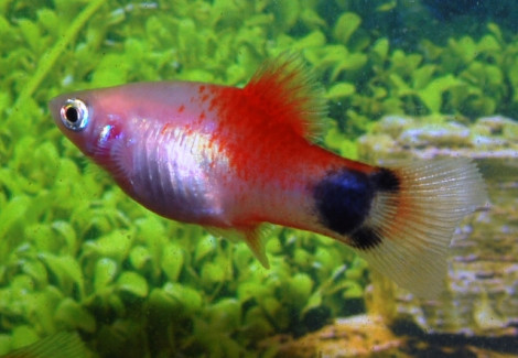 Platy Mickey Mouse Redfin M
