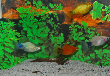 Platy Mickey Mouse Mix L