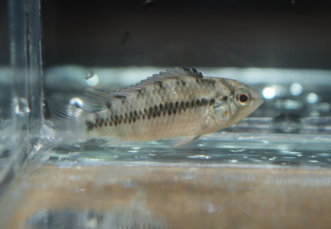 Apistogramma Hongsloi Gold Red M