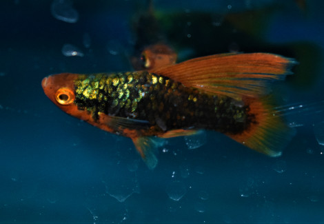 Platy Highfin Black Redtail  M