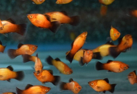 Platy German Flag M