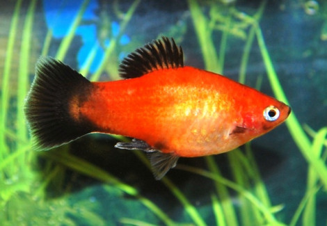 Platy Gold Wagtail S/M