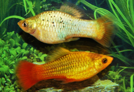 Platy Variatus Green M