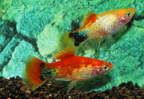 Platy Mickey Mouse Neon Red Fin M