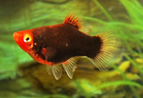 Platy Coral Black S/M
