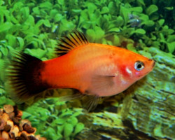 Platy Wagtail Silver Salmon M