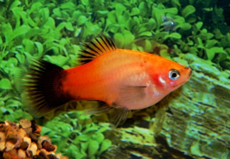 Platy Wagtail Silver Salmon M