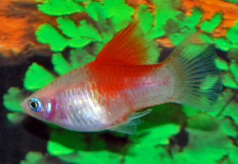 Platy White Redfin M