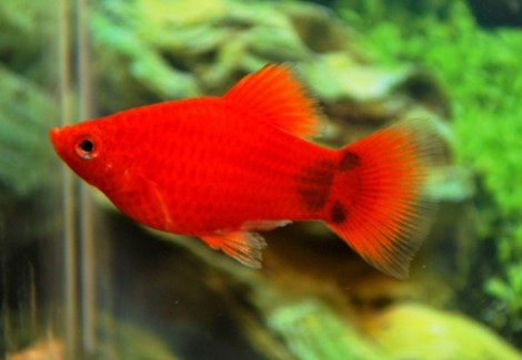 Platy Coral Red Mickey Mouse M