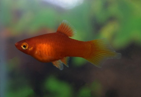 Platy Coral Red Penseel S/M