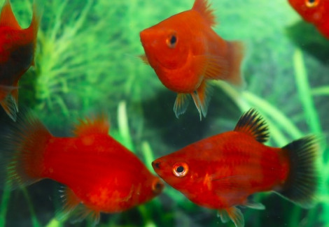 Platy Coral Orange Mickey Mouse M