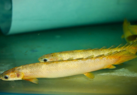 Polypterus Senegalus Golden Marble L