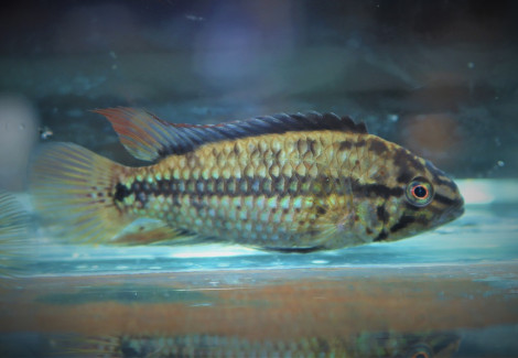 Apistogramma Kullanderi F1 S/M