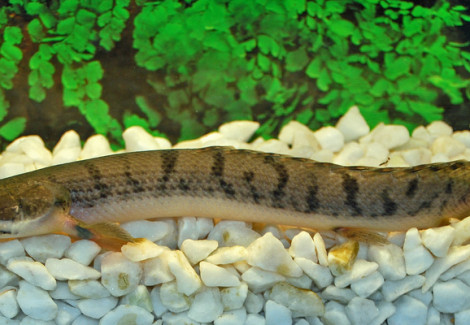 Polypterus Weeksii M