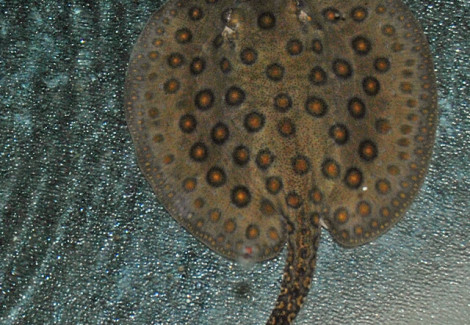 Potamotrygon Motoro S/M