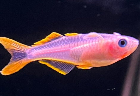 Pseudomugil Furcatus Blond M