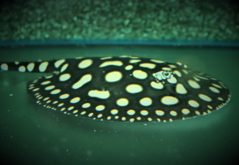 Potamotrygon Leopoldi Xl