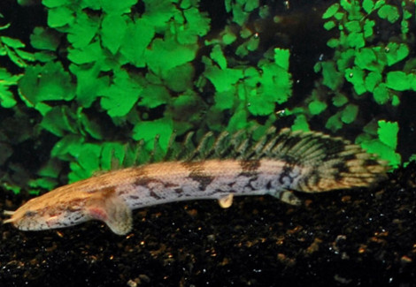 Polypterus Endlicheri S