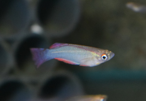 Procatopus Davidii Yabassi M
