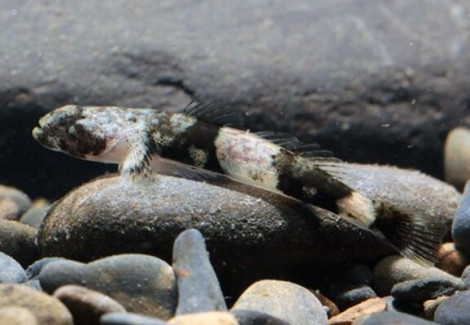 Schismatogobius Ampluvinculus M