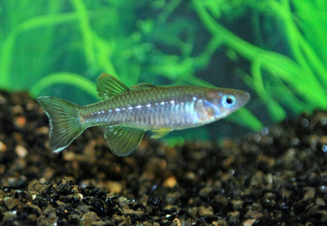 Pseudomugil Tenellus M