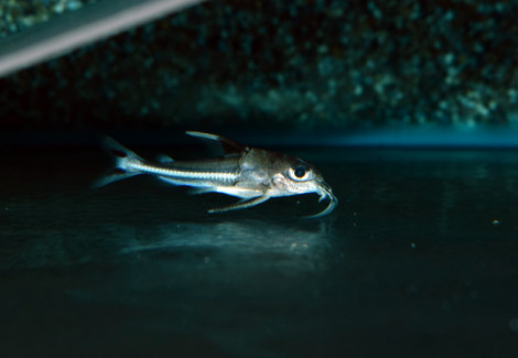 Tenellus Trimaculatus S/M