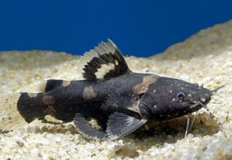 Pseudohemiodon Raninus Raninus S