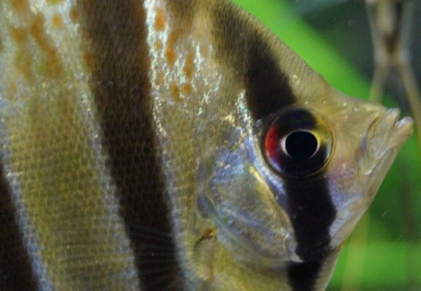 P. Altum Vichada L