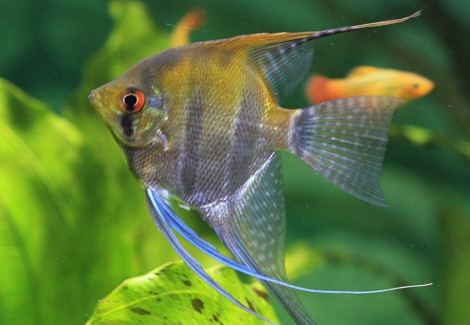 Pterophyllum Cf. Scalare Peru M