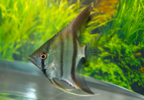 Pterophyllum Sc. Blank M