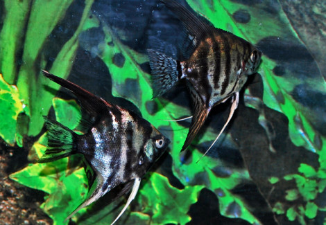 P. Scalare Dark Mix M