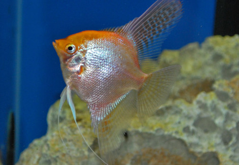 P. Scalare Gold Select M