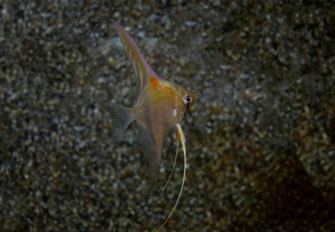 P. Scalare Manacapuru L