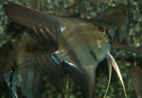 Pterophyllum Cf. Scalare Brazil M/L