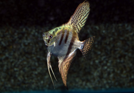 P. Scalare Pinoy Zebra M/L