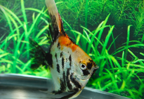 P. Scalare Orange Panda M