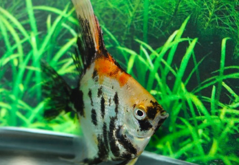 P. Scalare Orange Panda Xl
