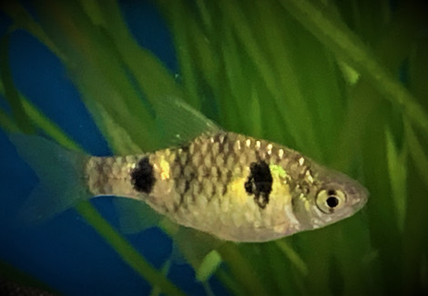 Pethia Phutunio L