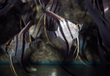P. Scalare Colombia S/M