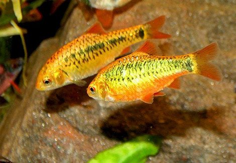 Puntius/Barbus Shuberti Neon M